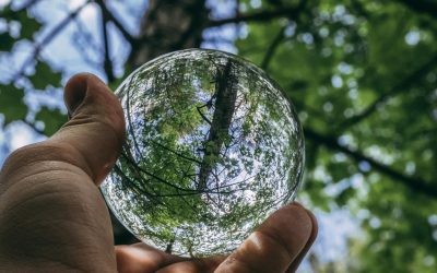 Les forêts plantées par les IA : révolution verte ou catastrophe écologique à venir ?