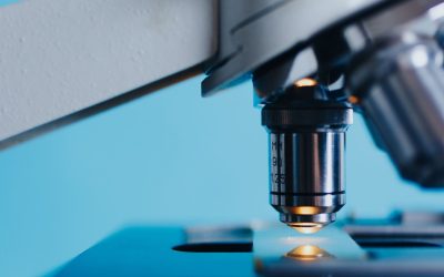 Les Champignons Sauveront-Ils Notre Planète? Découvrez Leur Pouvoir Caché!